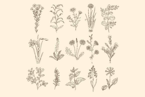 Exploring Botanical Illustration: The Medical Herbs Sketch and Botanical Floral Collection
